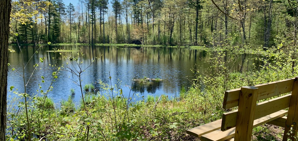 Pond and bench along IAT, Harwood Lakes segment